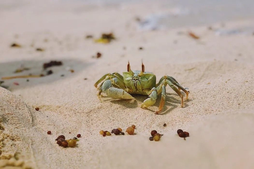 Green crabs live on beaches and marshes.