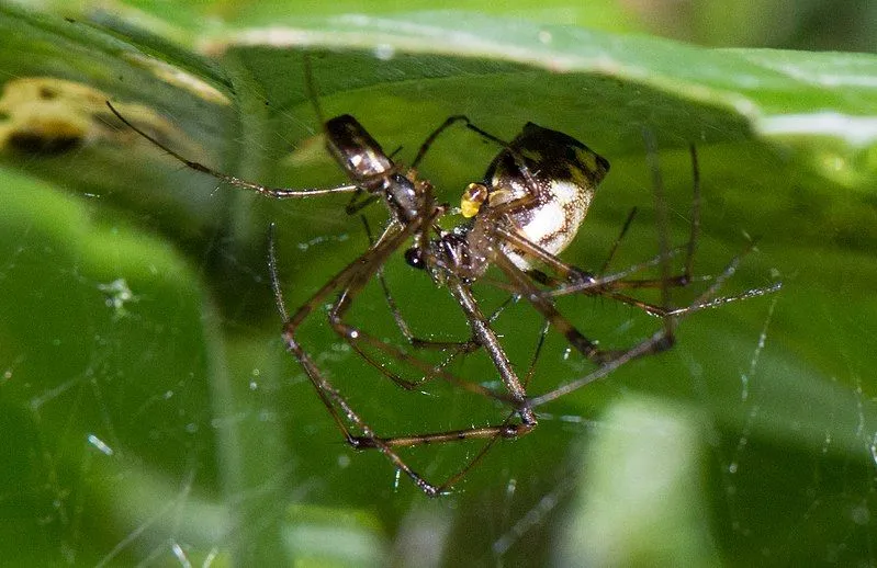 Did You Know? Incredible Tangle Web Spider Facts