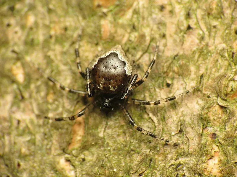 The brown pattern is one recognizable feature of this spider.