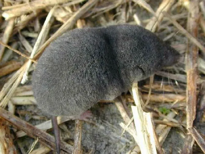 The short size and hairy tail are some of its recognizable features.