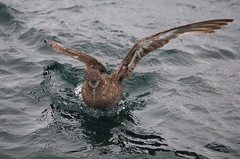 Read more about this bird by reading these Sooty Shearwater facts.