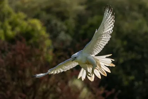 Did You Know? Amaze-wing White Gyrfalcon Facts