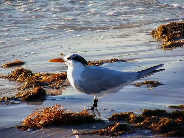 A royal tern can be identified by its black crest.