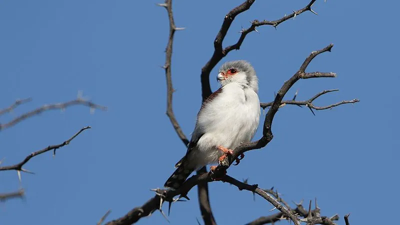A pygmy falcon is the smallest raptor in the continent of Africa