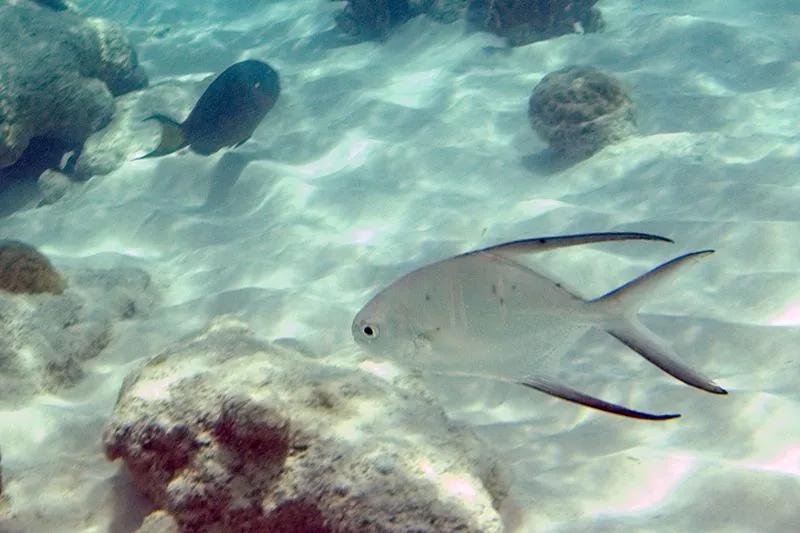 To know more about this fish, read these Palometa facts.