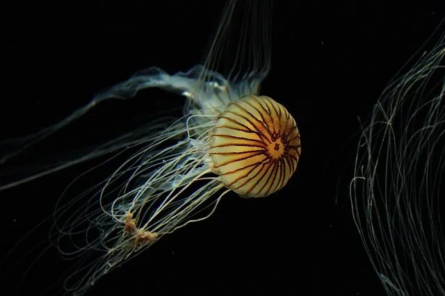 Marine sea nettles jellyfish up close