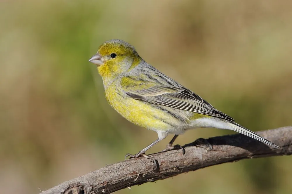 Atlantic Canary Facts You'll Never Forget