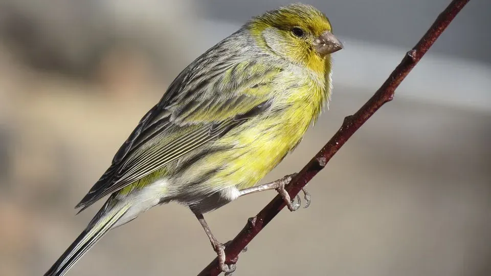 The Atlantic Canary is a small songbird found mostly in Spain and is very pretty to look at.