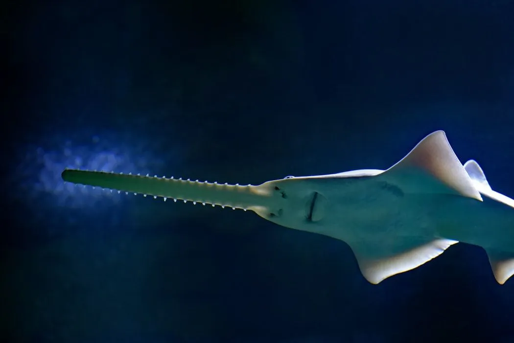 Largetooth sawfish look like a mixture of sharks and rays.