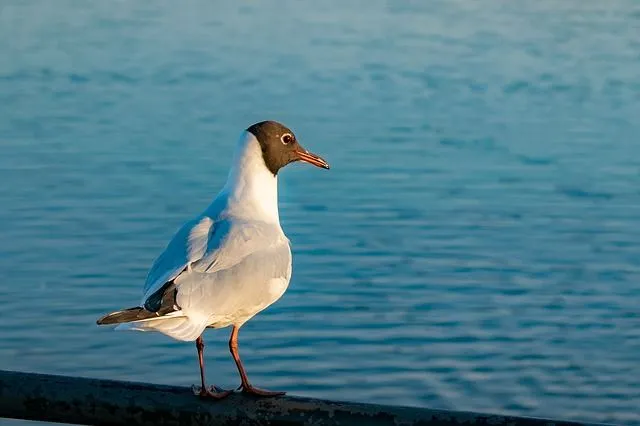 The black-headed gull has a prominent beak and legs of bright red color