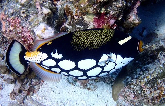 The brightly colored clown triggerfish is also called a big spotted triggerfish.