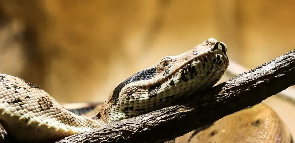 Boa Constrictors are beautiful and interesting creatures.