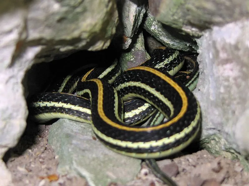Thamnophis proximus is usually found in Central to North America.