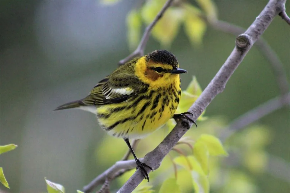 Cape may warbler facts are interesting to read about.