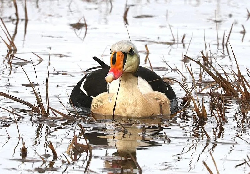 This article is full of great king eider facts.