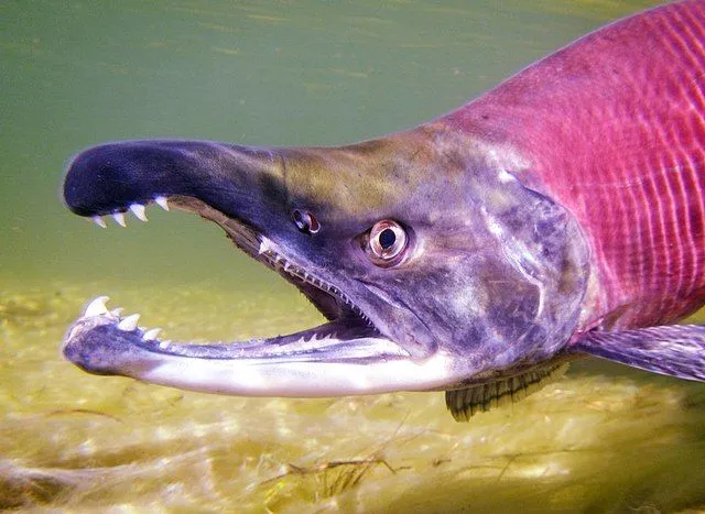 Kokanee salmon are also known as redfish, silver trout and land-locked sockeye.
