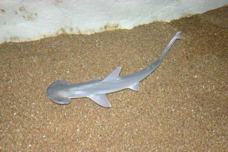 Bonnethead shark facts give an overview of their physical characteristics.