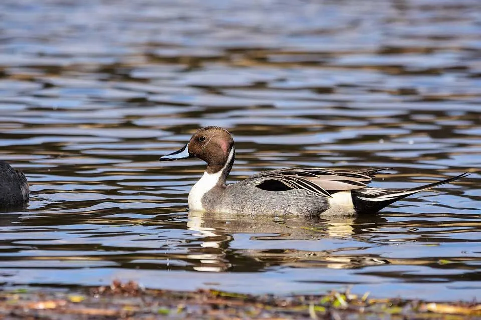 Pintail facts include information about their breeding season