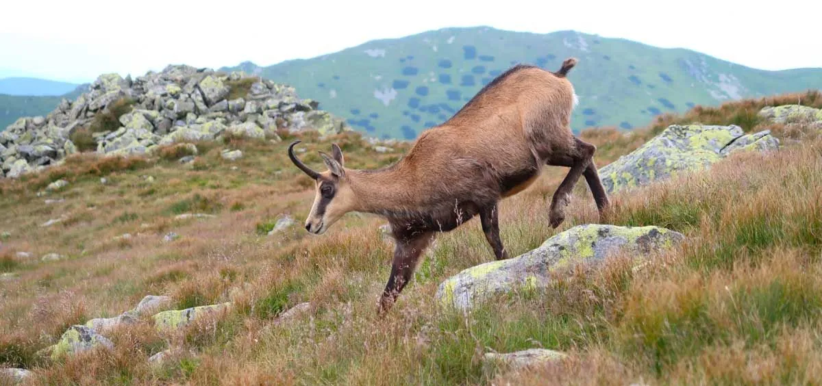 Check Out These Ssseriously Cool Chamois Facts