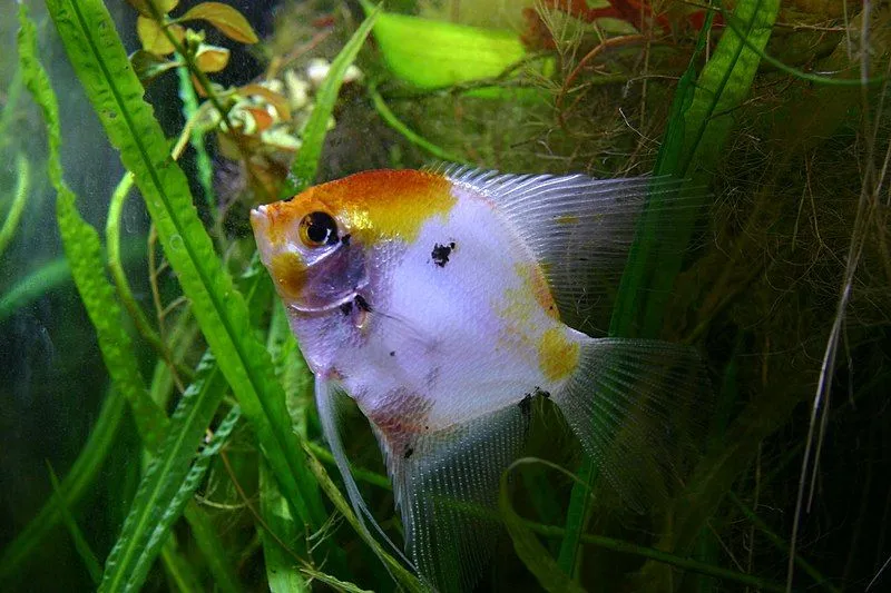 The Angelfish shape is round and good for hiding from other animals in their water habitat.
