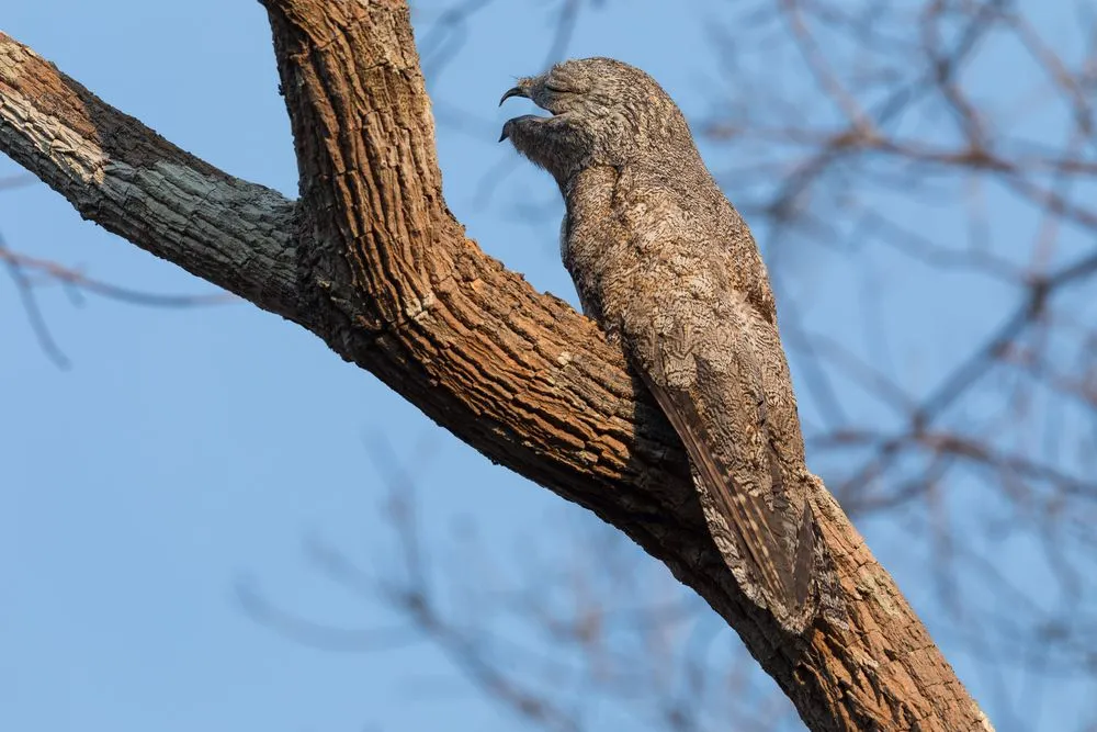 Great Potoo Facts You'll Never Forget