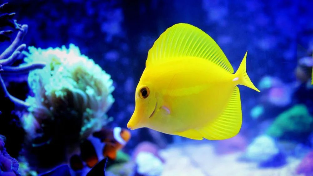 Here are some interesting yellow tang facts.