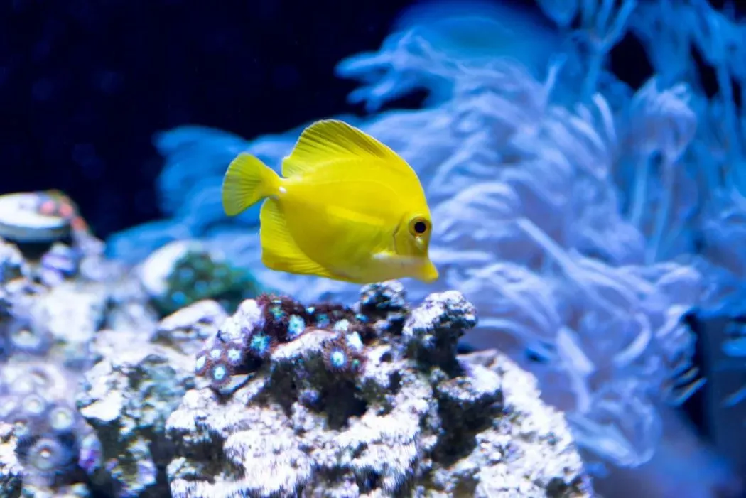 Yellow tang facts are fun to read.