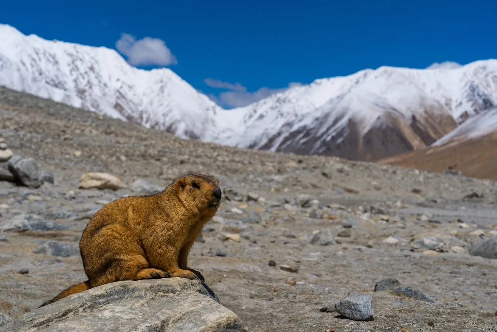 Fun Himalayan Marmot Facts For Kids | Kidadl