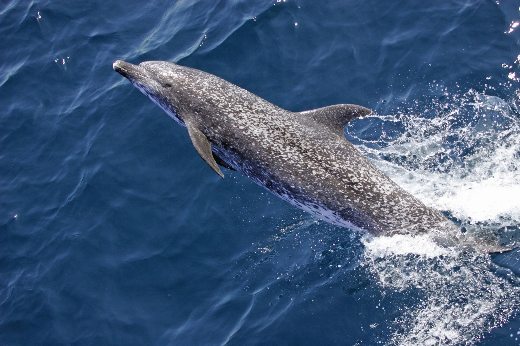 The spots on the back of an Atlantic spotted dolphin starts showing according to their ages.