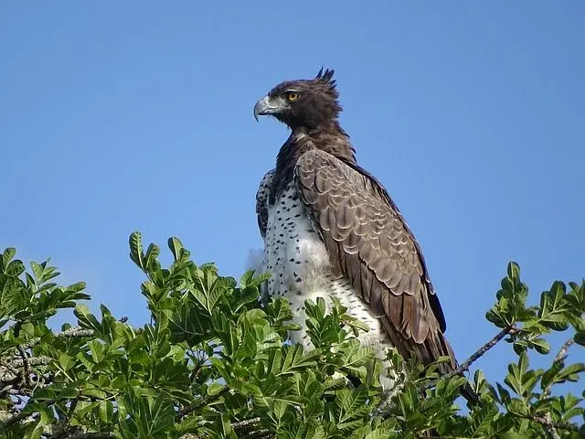 Discover martial eagles facts about their habitat, diet, strength, and significance.
