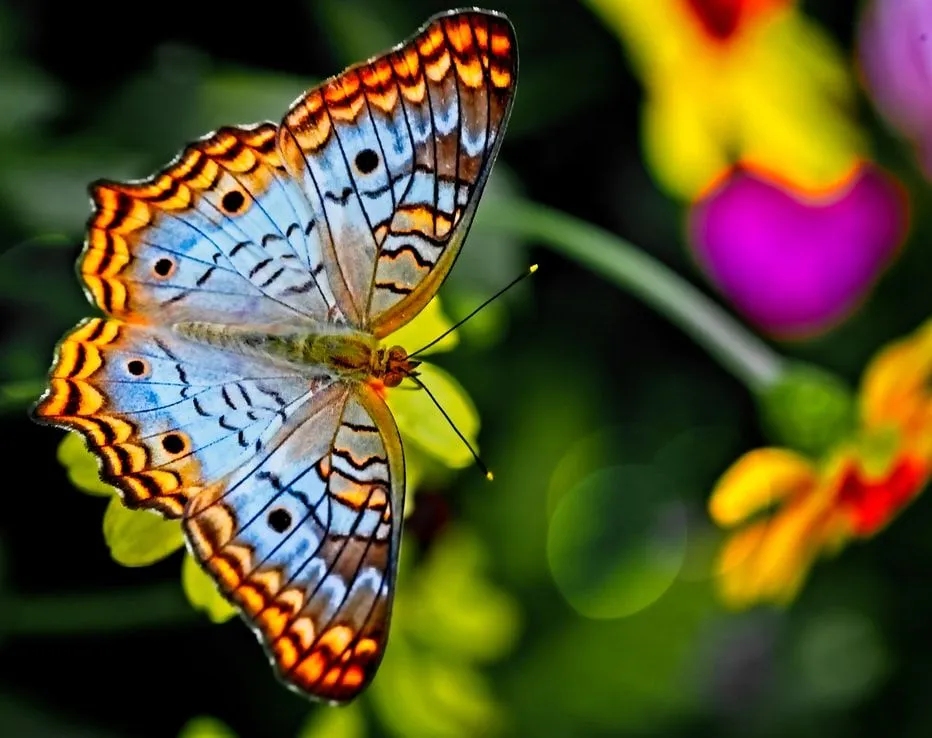 Fun Butterfly Facts For Kids | Kidadl