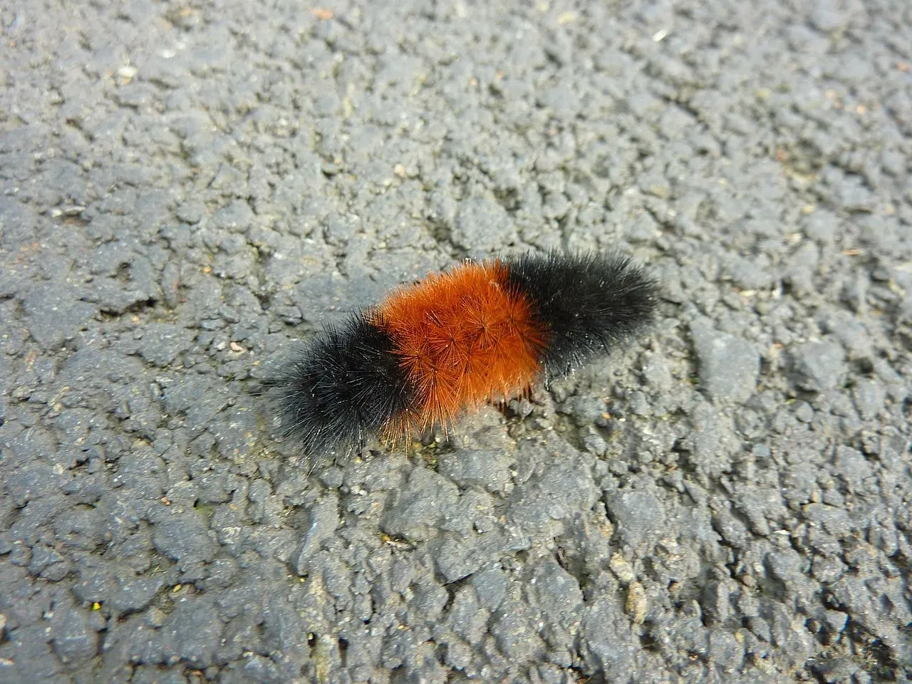 Fun Woolly Bear Facts For Kids | Kidadl