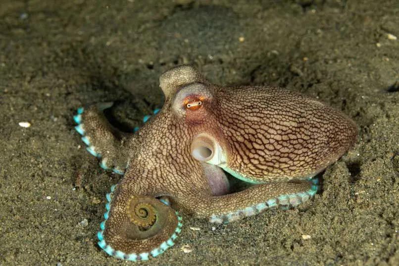 Fun Coconut Octopus Facts For Kids