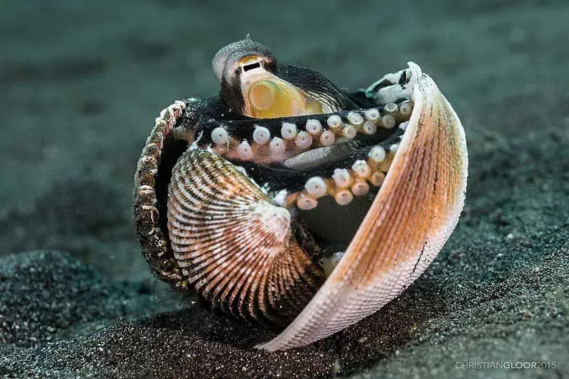 A coconut octopus' shell is extremely beautiful.