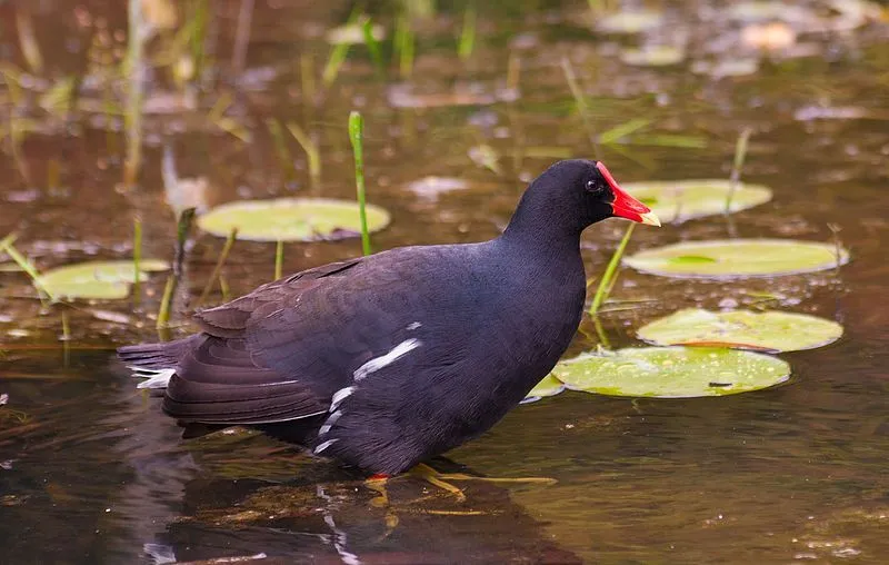 Here are some common gallinule facts for your kids.