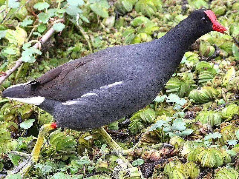 Common gallinules are known for their ability to swim without webbed feet.