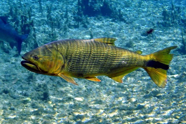 The short-lived mahi mahi fish is a migratory fish.
