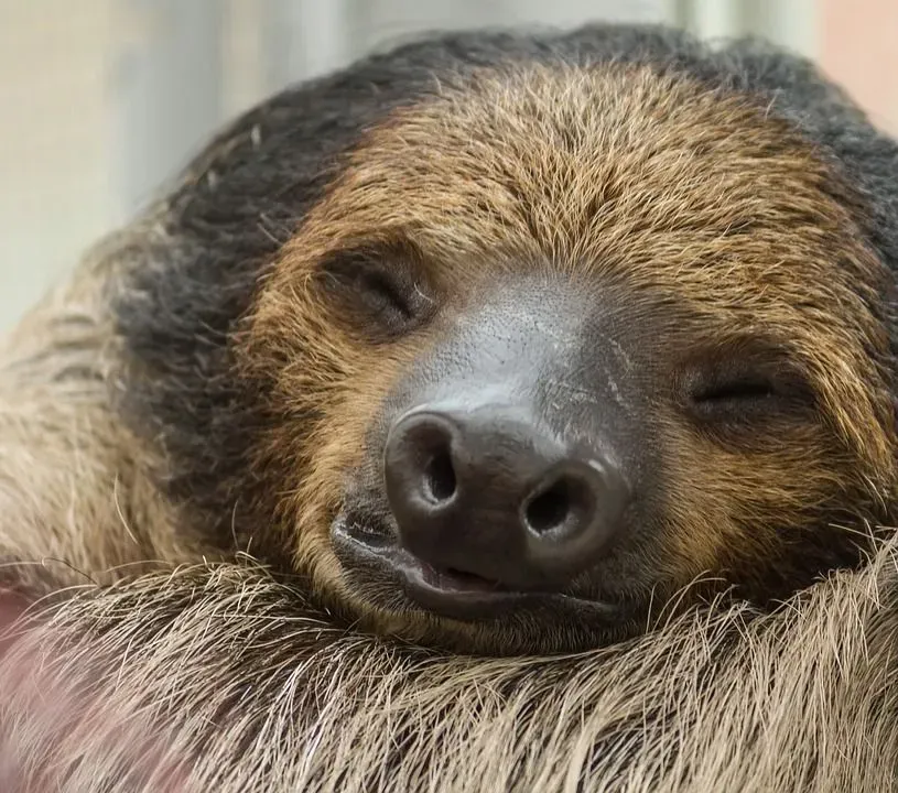 Sloths sleep for the most part of the day.