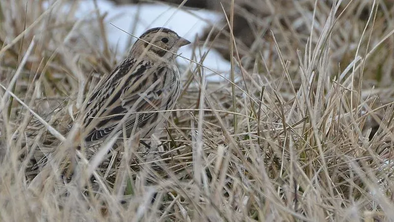 Lapland longspur facts are interesting to read about.