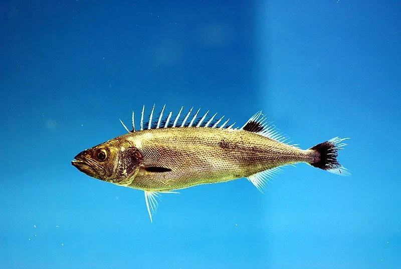 The body structure and meat of oilfish are also similar to tuna fish.
