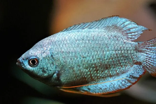 Gourami fishes are also called threadbearders.
