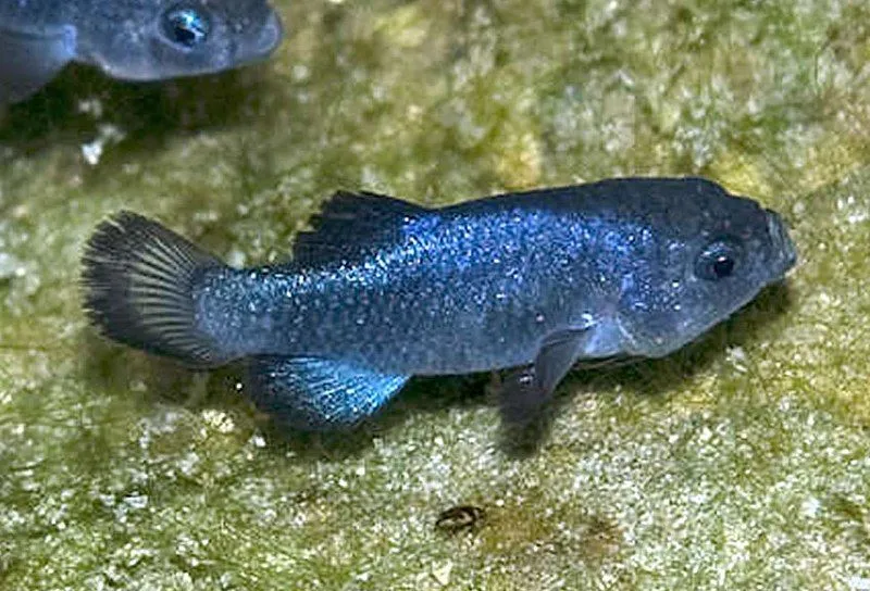 Some interesting, fun facts of a Devil's hole pupfish.