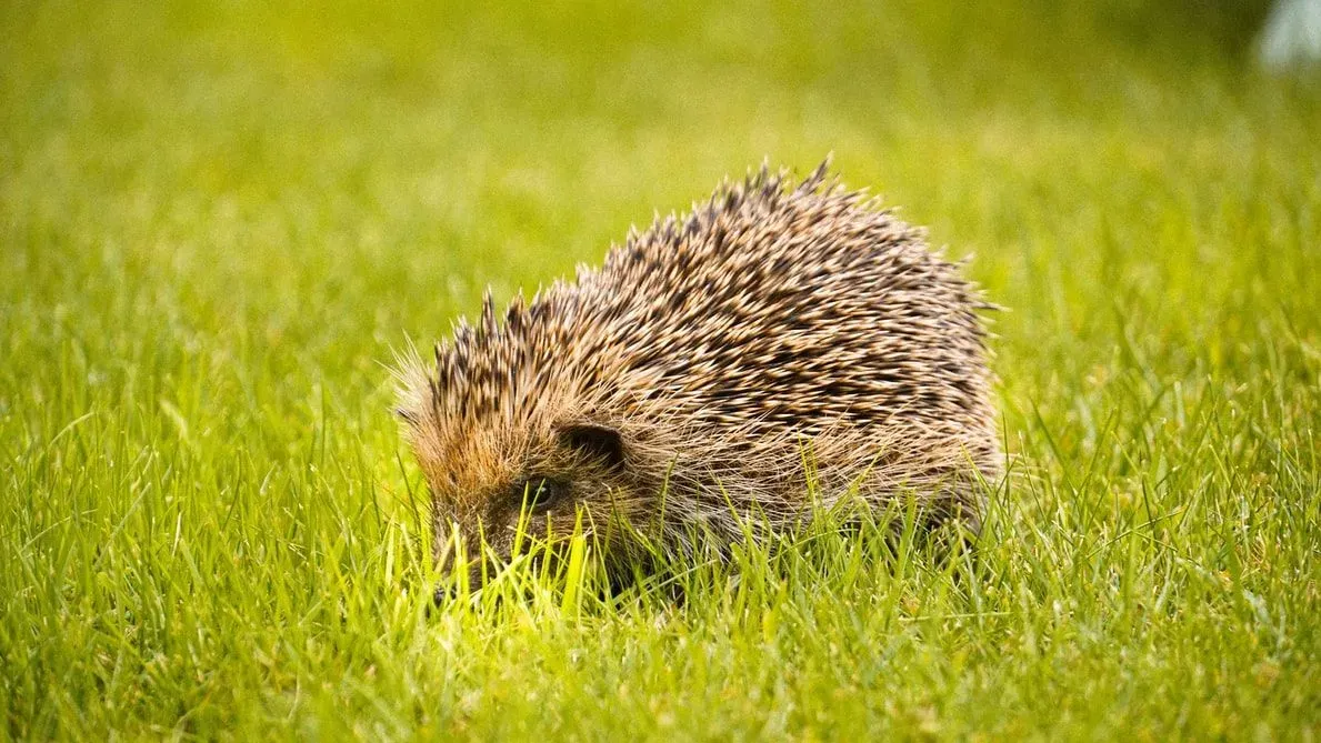 The European hedgehog family is Erinaceidae, which moonrats also belong to.