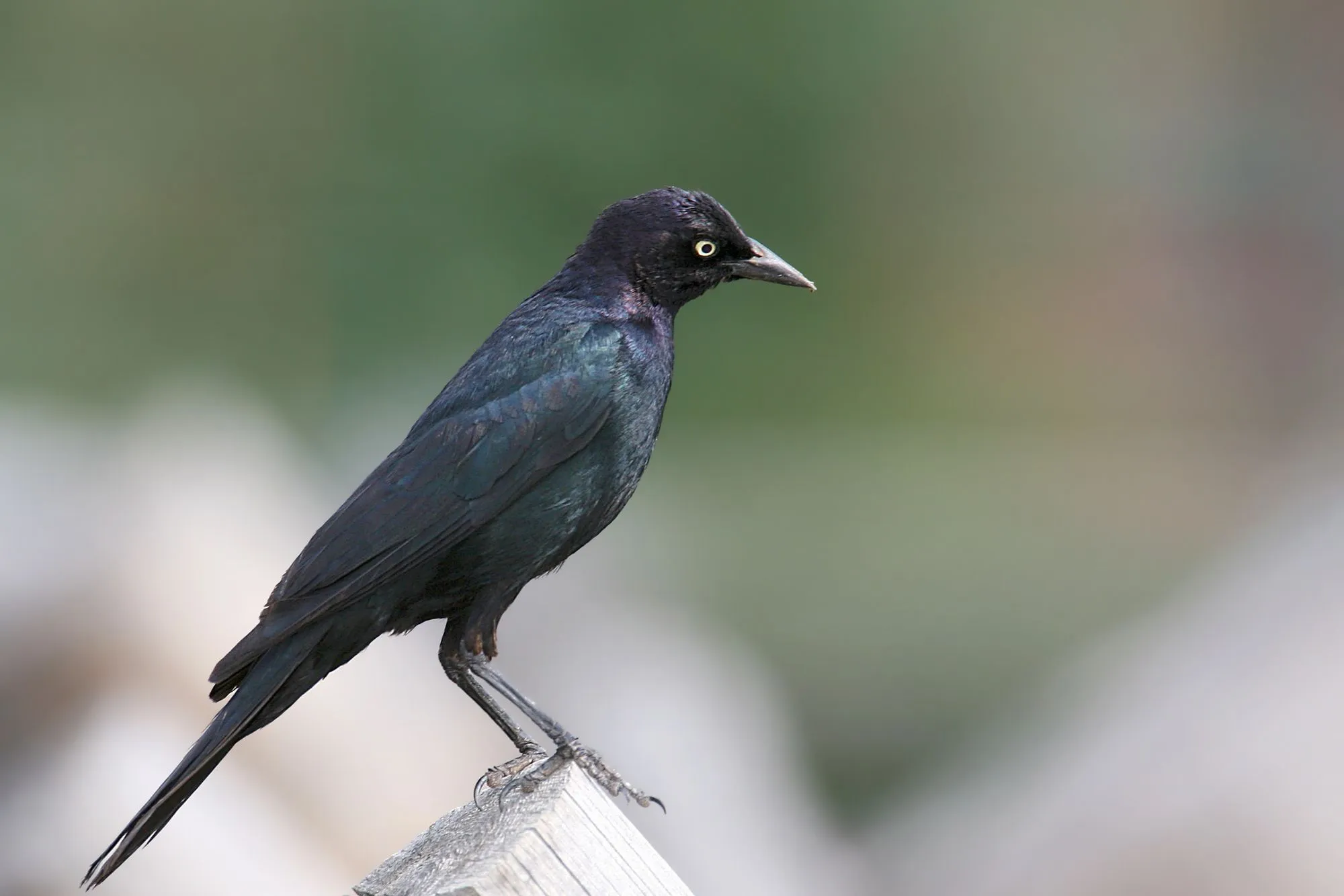 Brewer's blackbird participates in breeding from April to May.