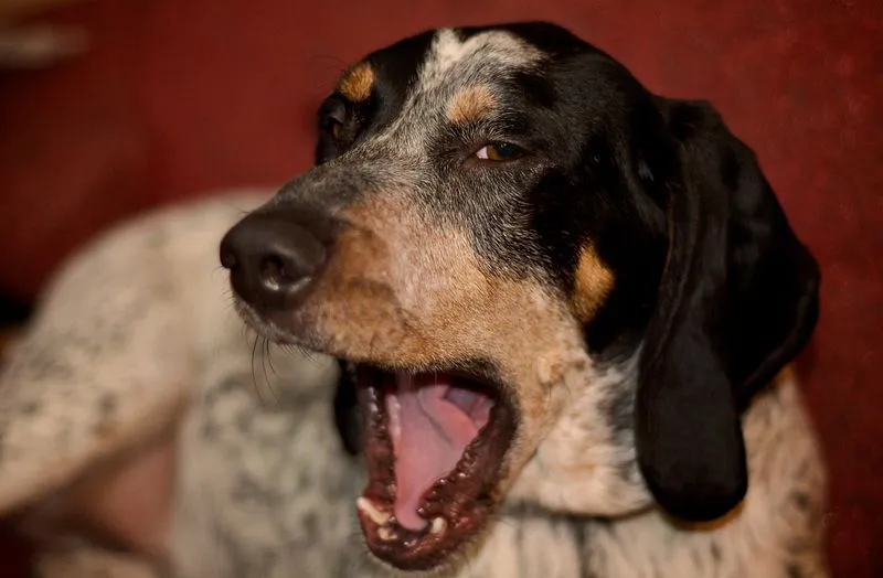 Bluetick Coonhounds are known for the patterns on their head and ears.
