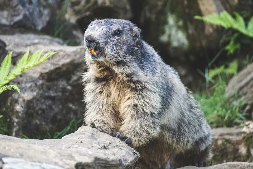 Fun Alpine Marmot Facts For Kids | Kidadl