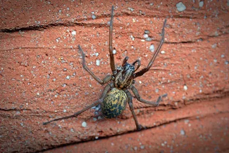Southern house spiders have velvety hair under their abdomen.