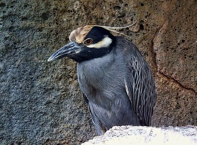 Yellow-crowned night herons are found in coastal areas.