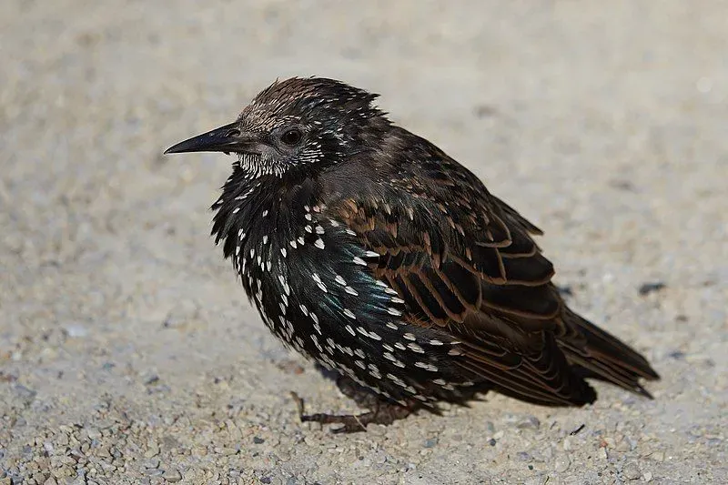 The size and the plumage or the body color of this species are some of its recognizable features.