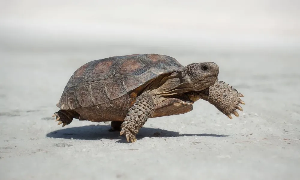 Brilliant Gopher Tortoise Facts You Won't Believe